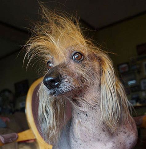 ‘World’s ugliest dog’ is a long.